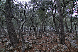 DSC06214 -1_t.jpg